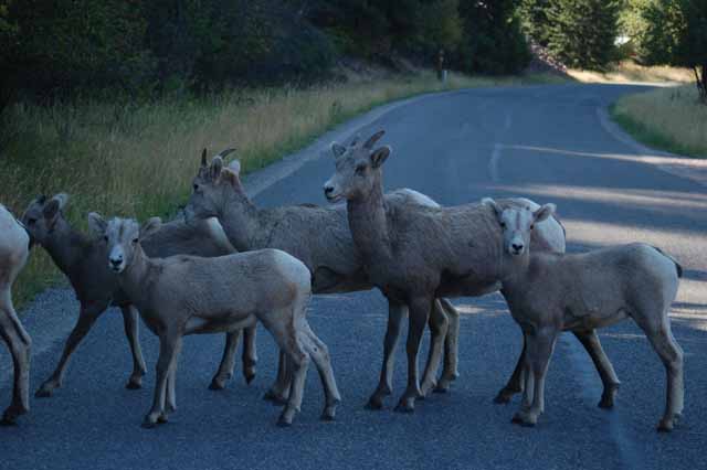 big horn sheep on rock creek road